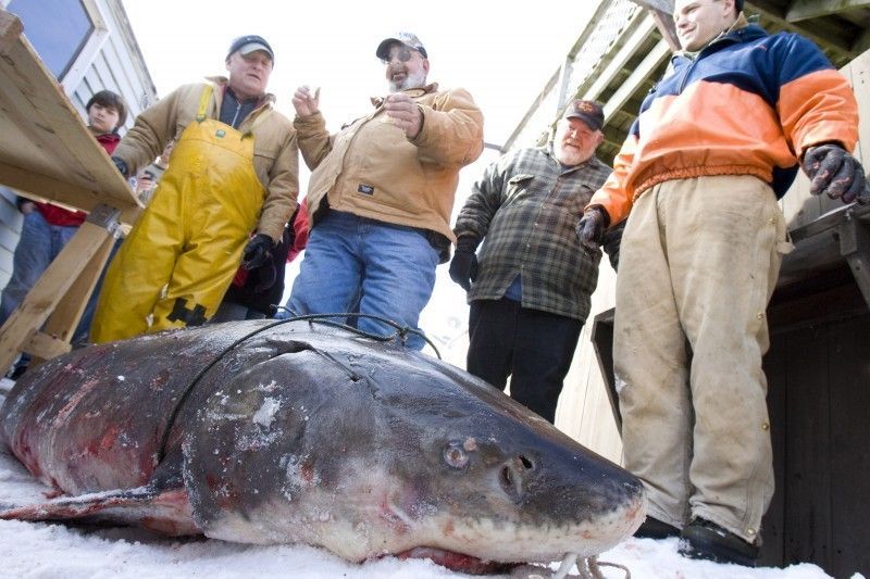 Sturgeon spearing